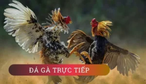 Cách Chơi Đá Gà GA28 EE88 Kịch Tính Đỉnh Cao Thống Lĩnh Cá Cược