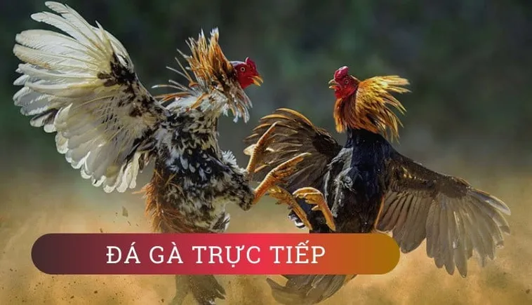 Cách Chơi Đá Gà GA28 EE88 Kịch Tính Đỉnh Cao Thống Lĩnh Cá Cược