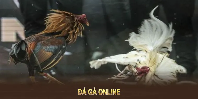 Cách Chơi Đá Gà GA28 EE88 Kịch Tính Đỉnh Cao Thống Lĩnh Cá Cược 2 Cách Chơi Đá Gà GA28 EE88 Kịch Tính Đỉnh Cao Thống Lĩnh Cá Cược